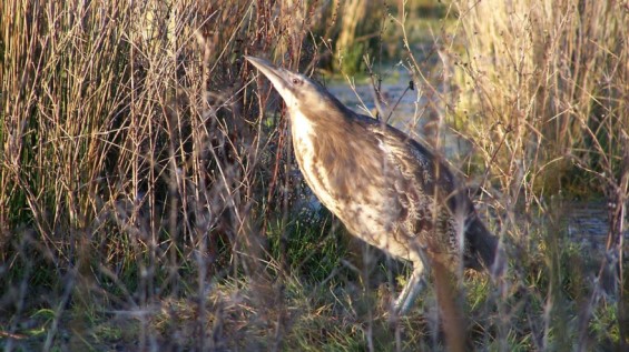 Matuku – Australasian bittern