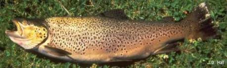 Brown trout