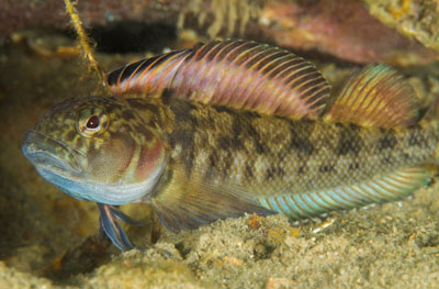 Estuarine triplefin