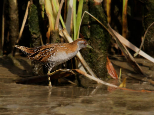 Koitareke – marsh crake