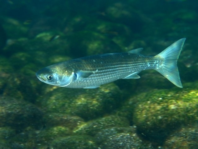 Mullet