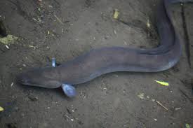 Shortfin eel