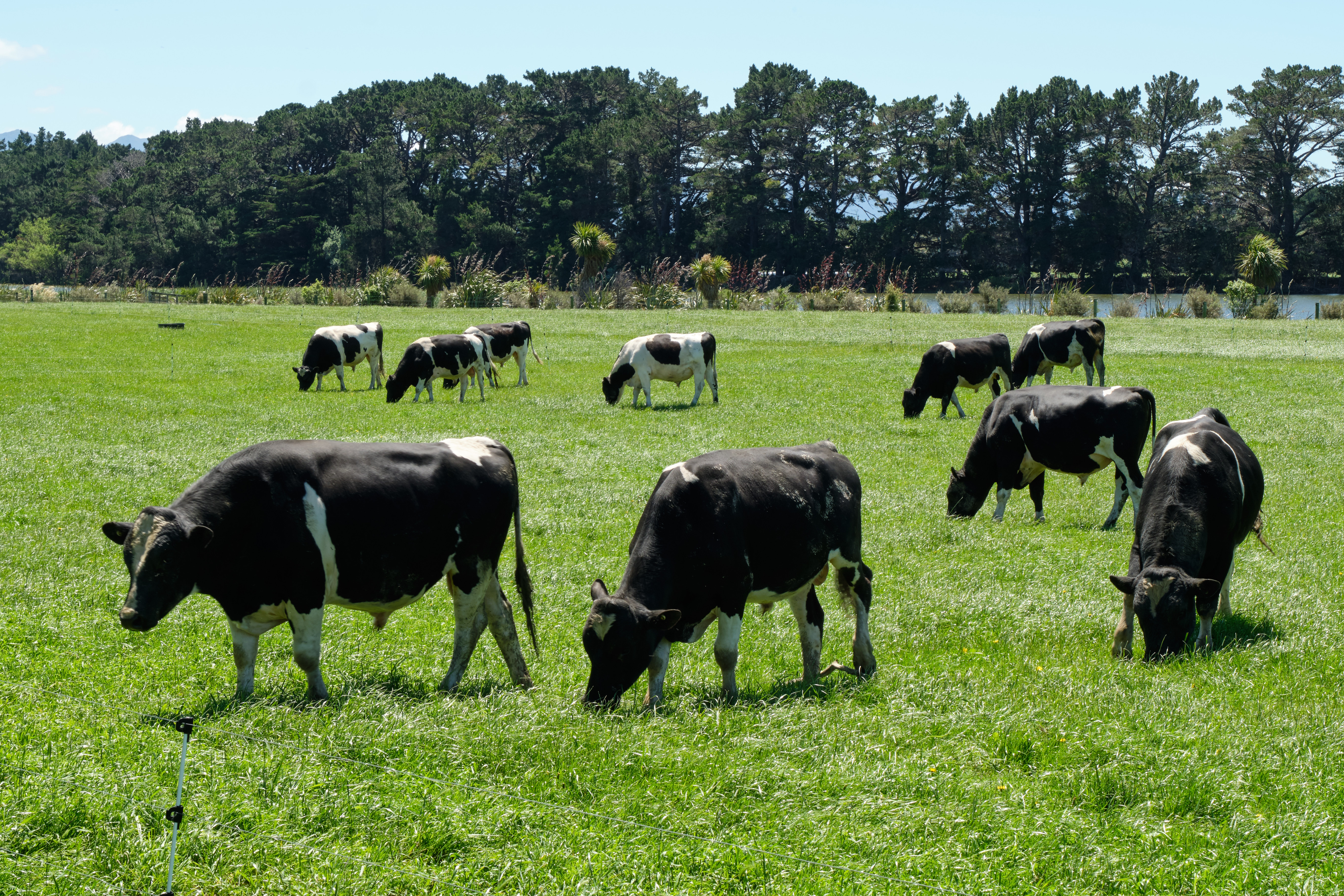Cows grazing in a paddock