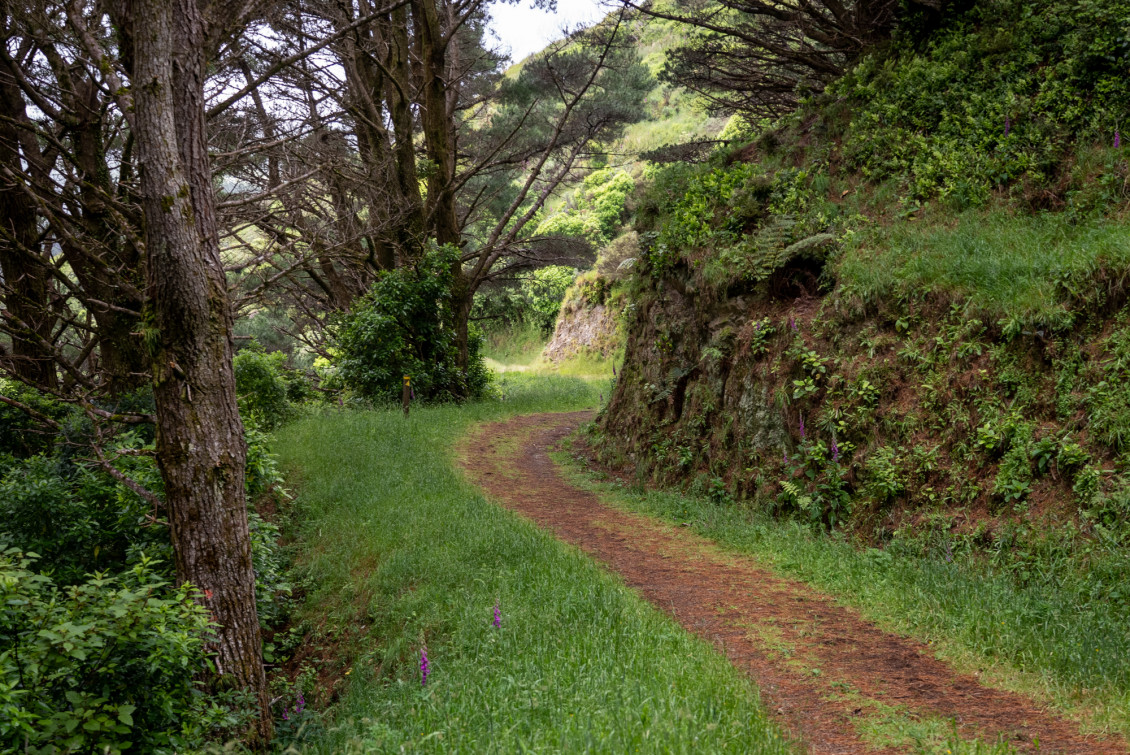 A path through trees at Battle Hill Regional Park