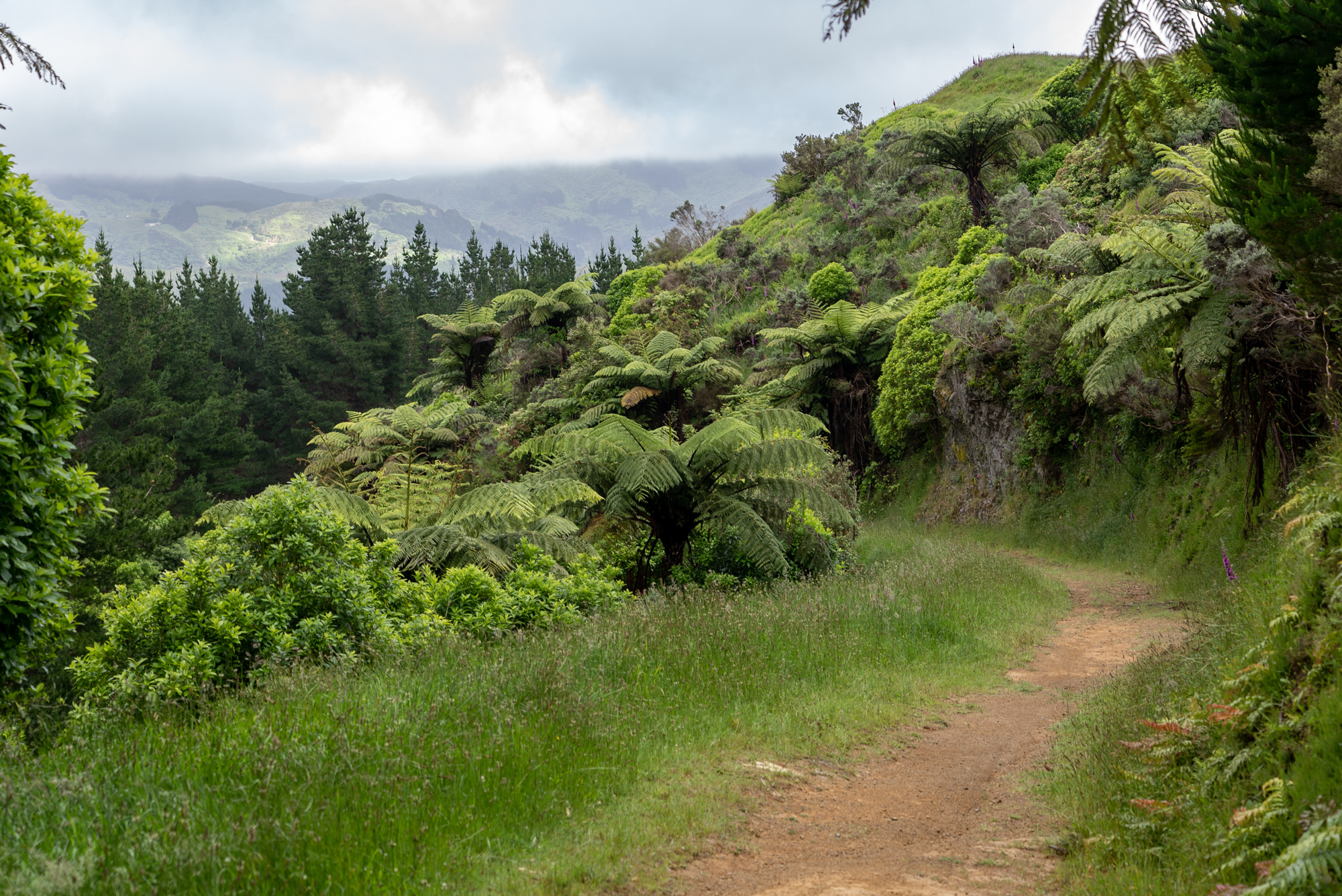 A trail at Battle Hill Farm Forest Park, leading through bright native bush