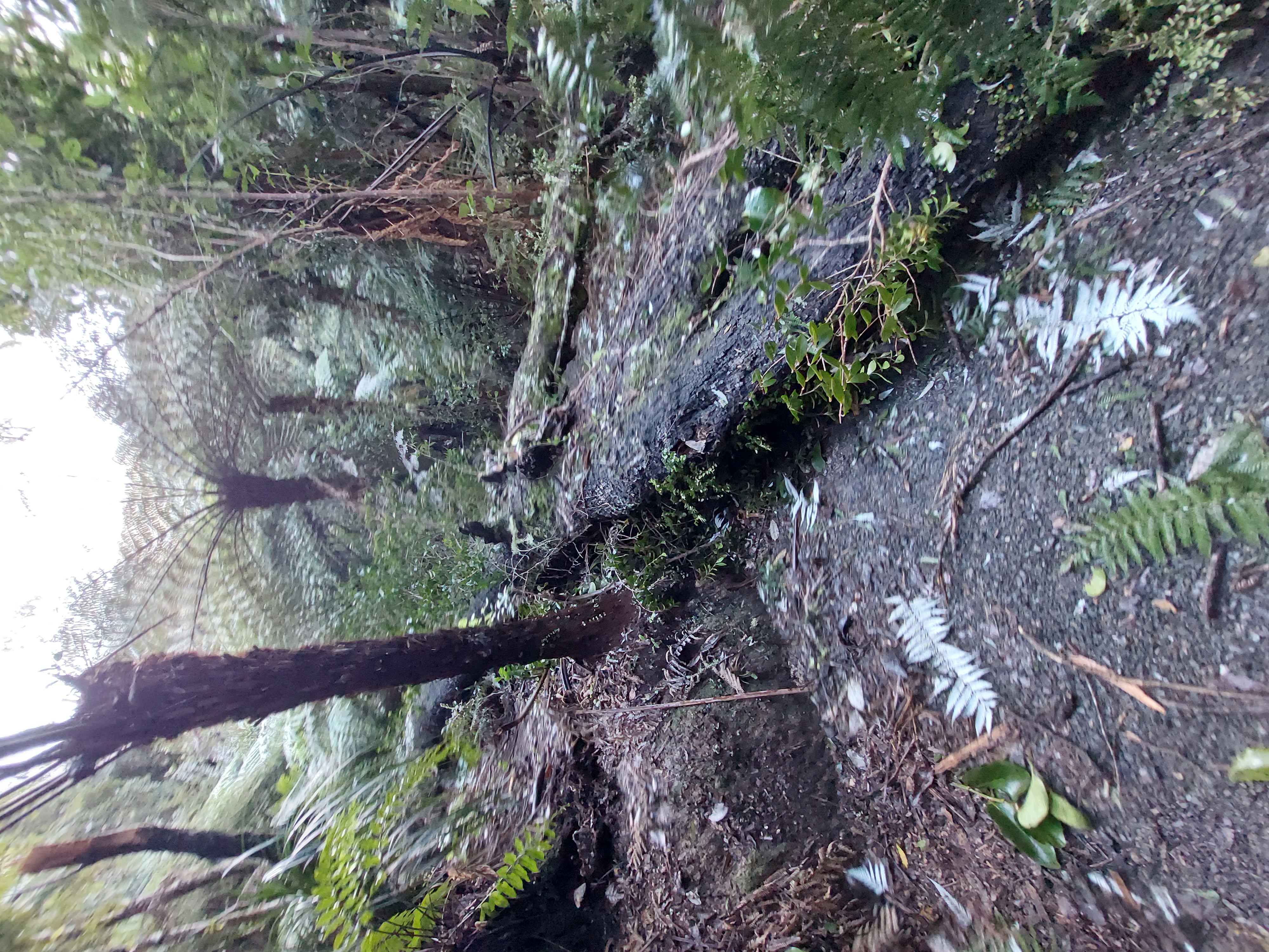 Fallen trees in East Harbour Regional Park