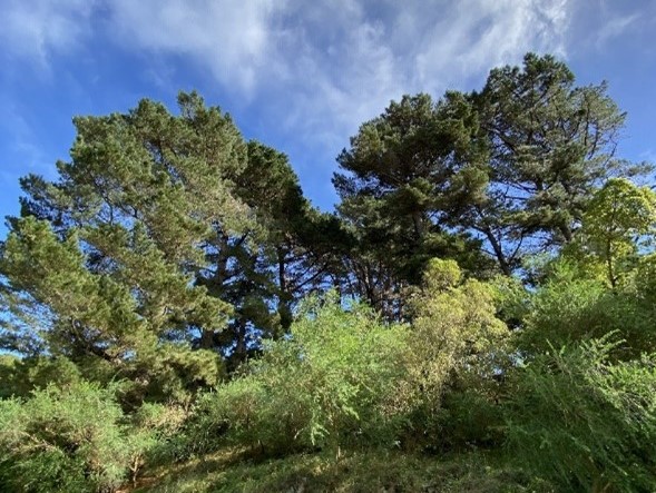 Pine trees growing in QEP