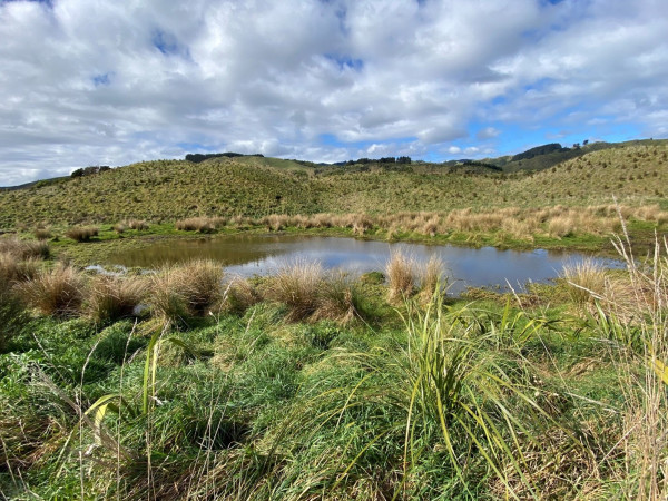 Wetland in Queen Elizabeth Park