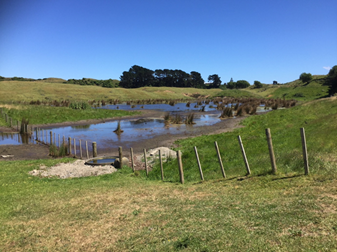A grazed wetland in 2018 - there is only short grass and small bushes