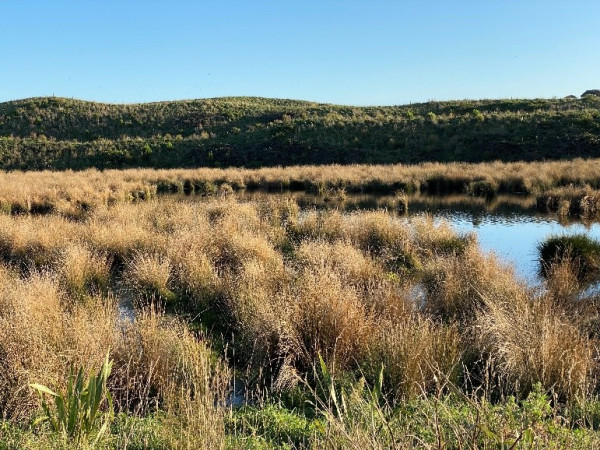 The same wetland in 2023 - it is now filled with flourishing plant life
