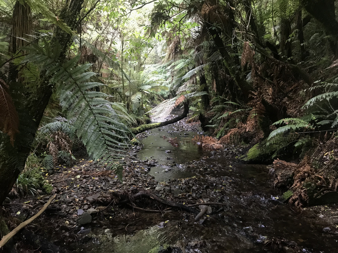 A stream running through Akatarawa Forest